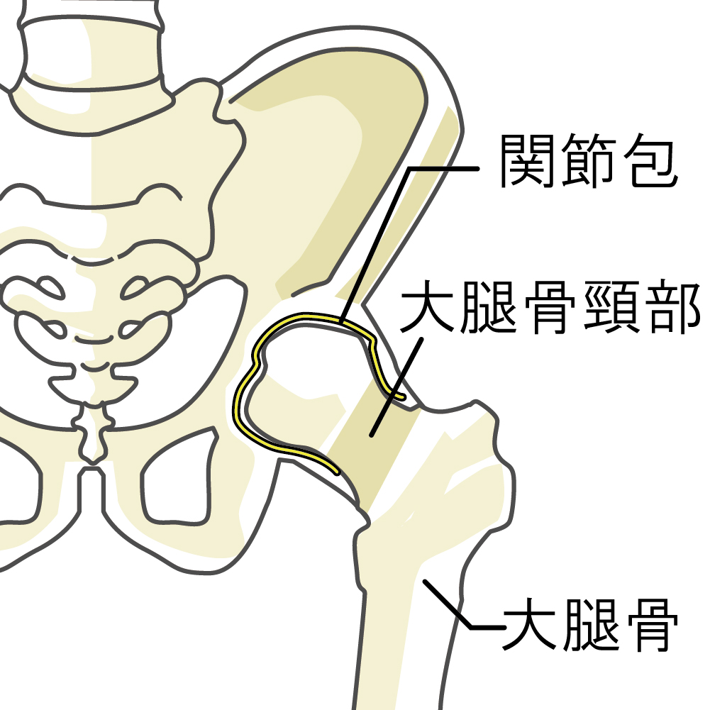 股関節解剖