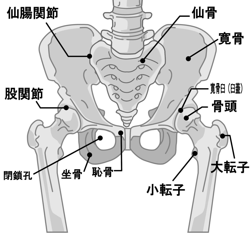 骨盤骨解剖