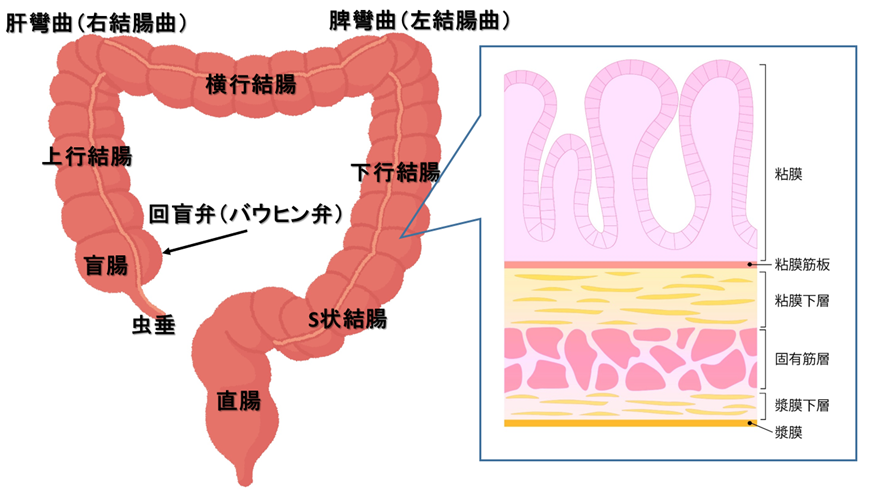 大腸の解剖
