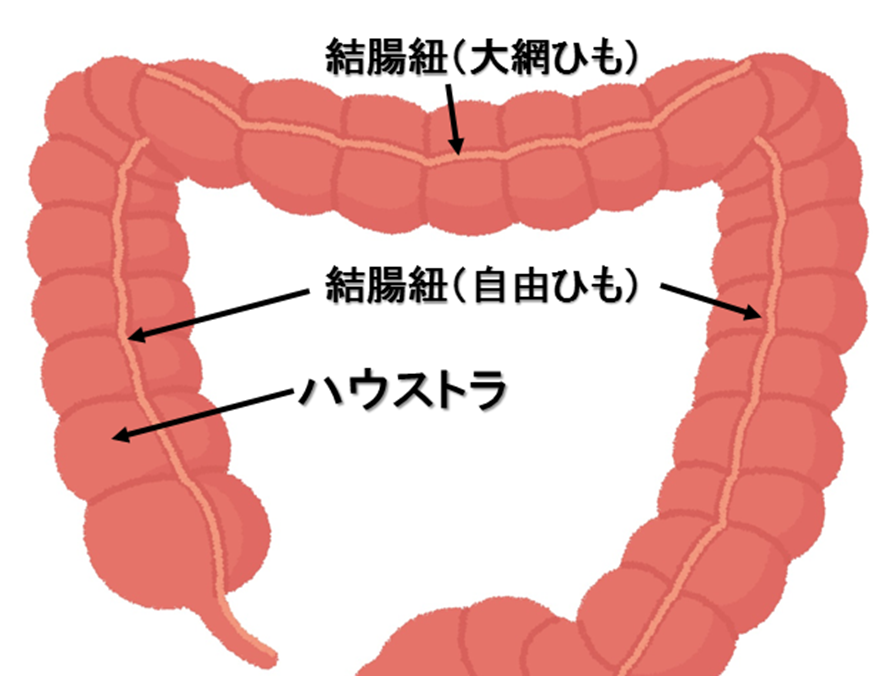 大腸の結腸紐