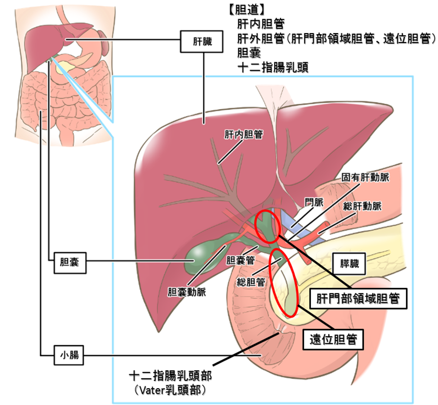 肝臓周囲解剖
