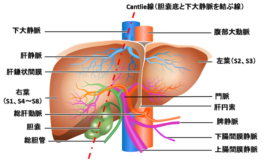 肝臓解剖