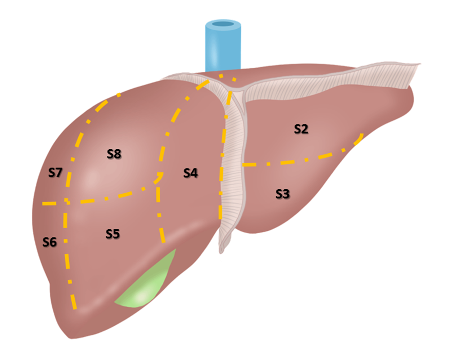 肝臓区域分類（クイノー分類）