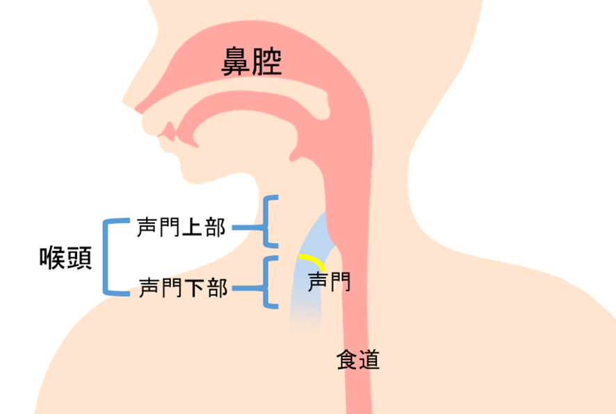 喉頭解剖