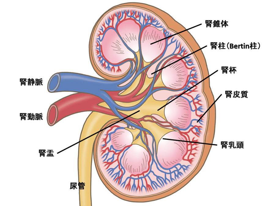 腎臓解剖