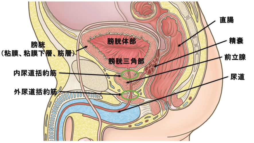 膀胱周辺の解剖