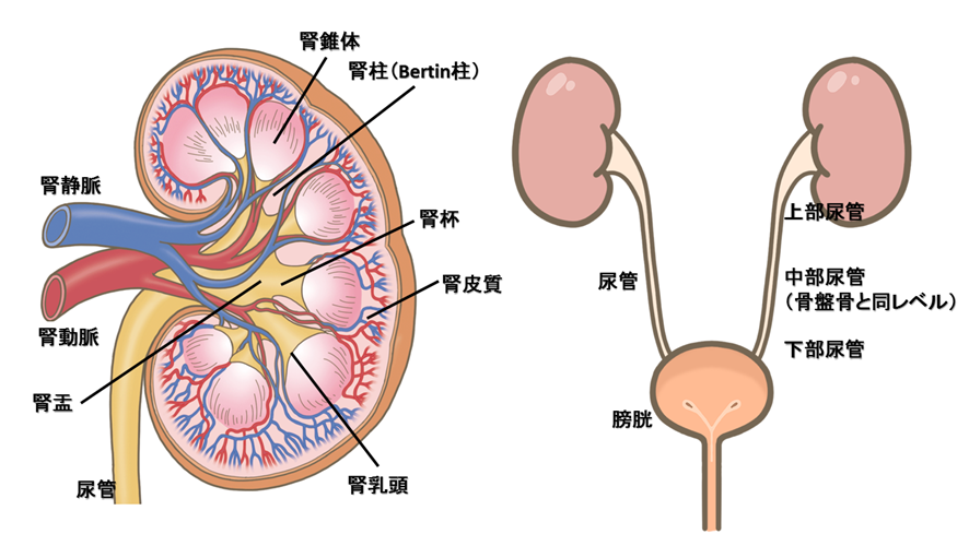 泌尿器解剖