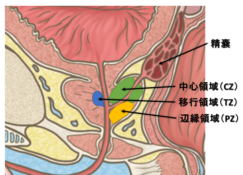 前立腺解剖