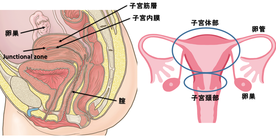 子宮の解剖