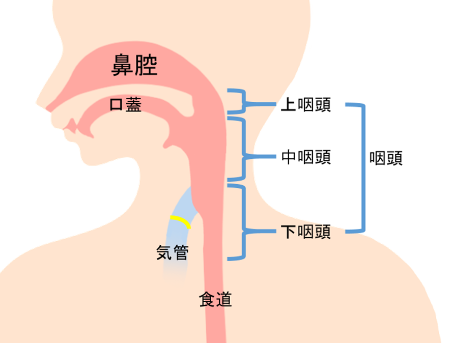 咽頭解剖
