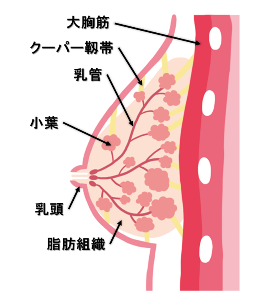 乳房解剖