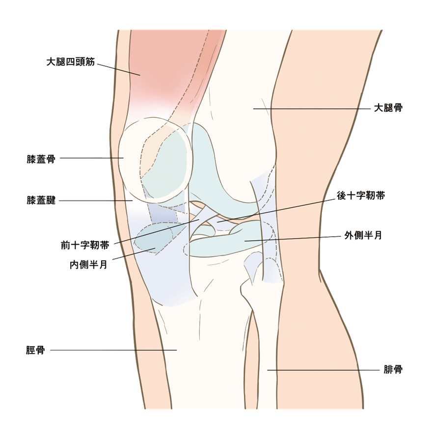 膝の解剖