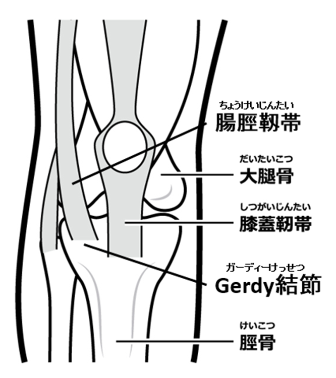 膝解剖