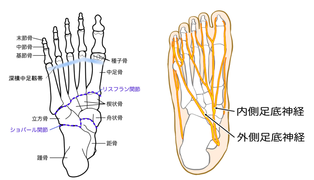 足趾の解剖