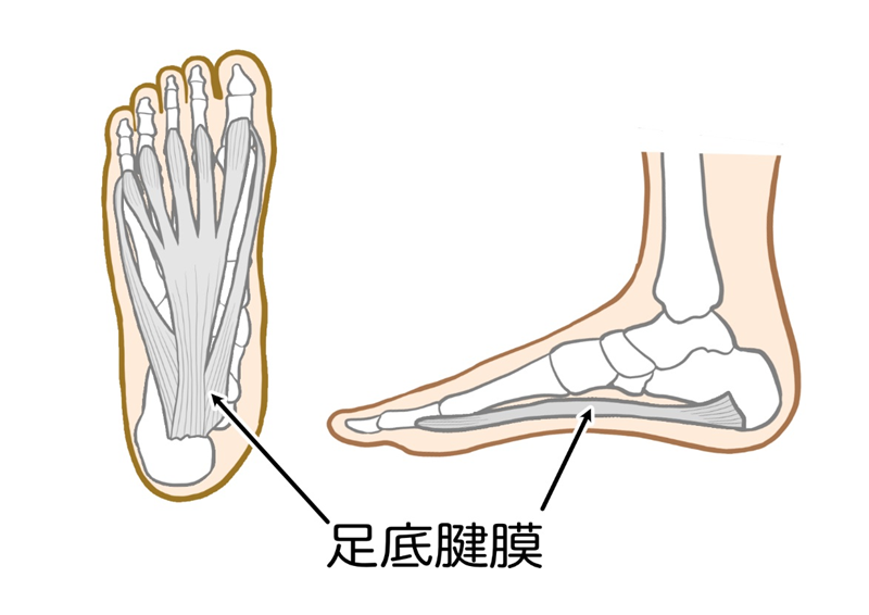 足底腱膜の解剖