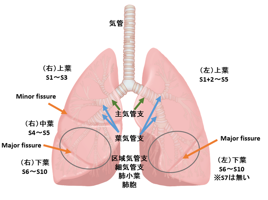 肺の解剖