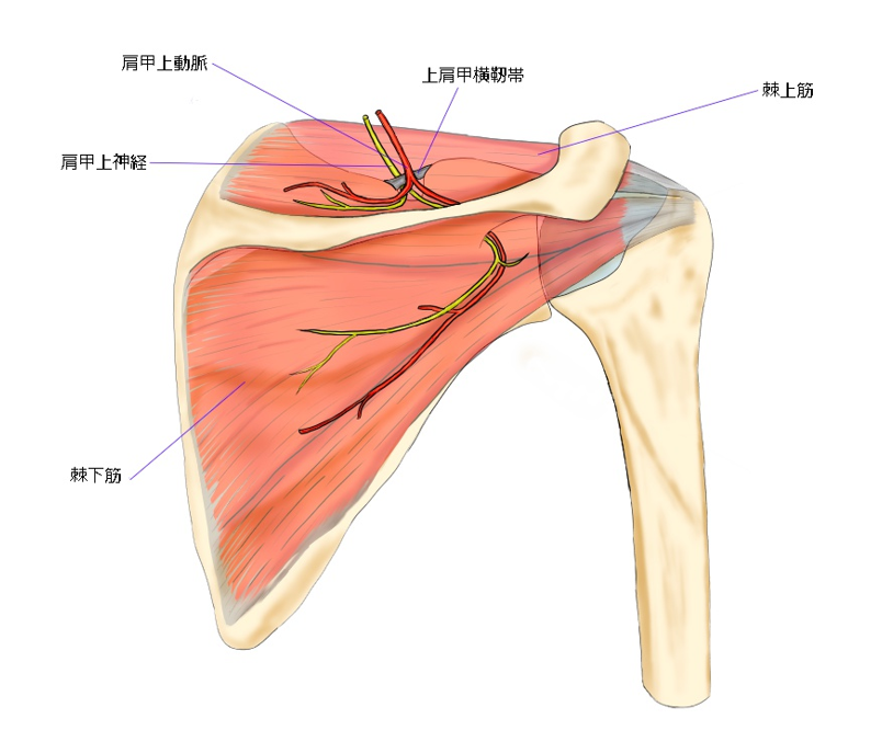 肩の解剖