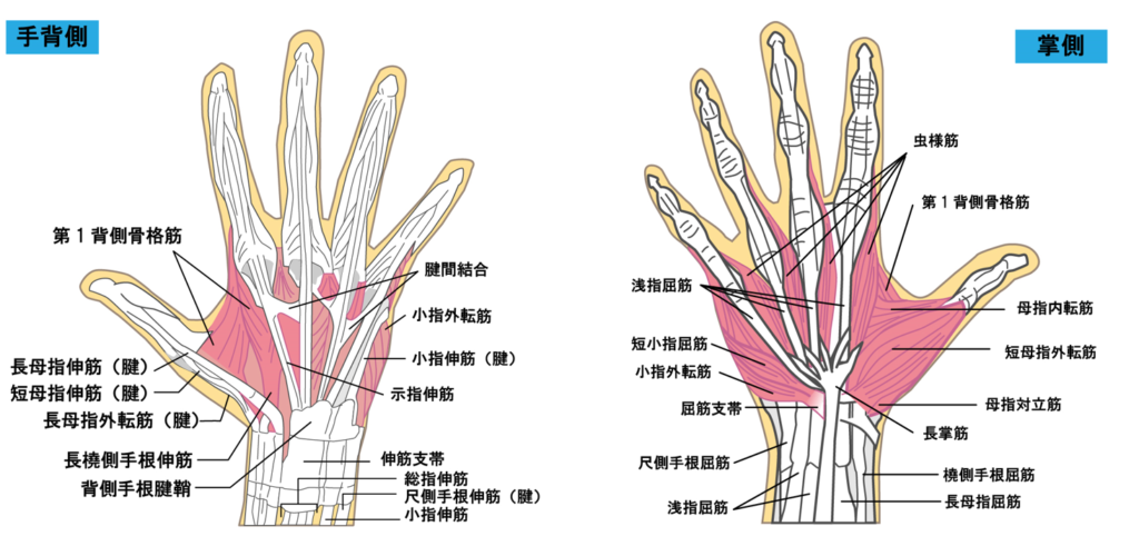 指や手の解剖