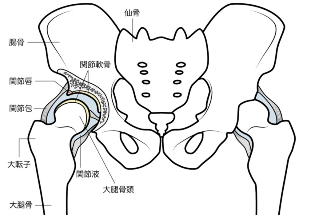 骨盤骨解剖