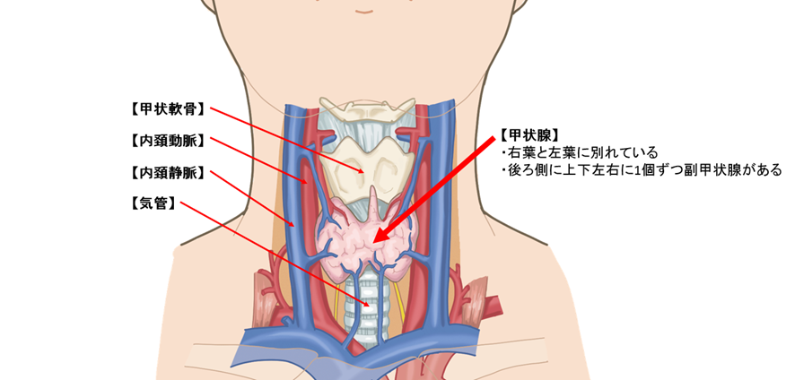 甲状腺解剖