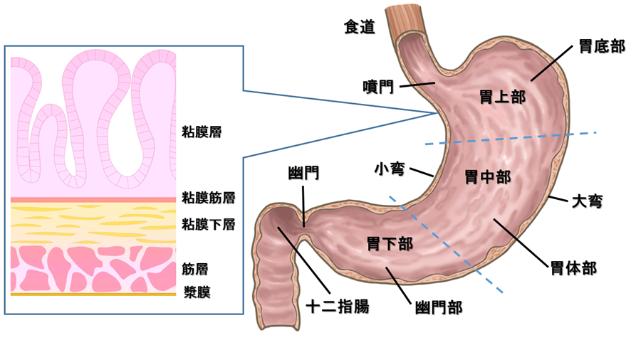 胃の解剖