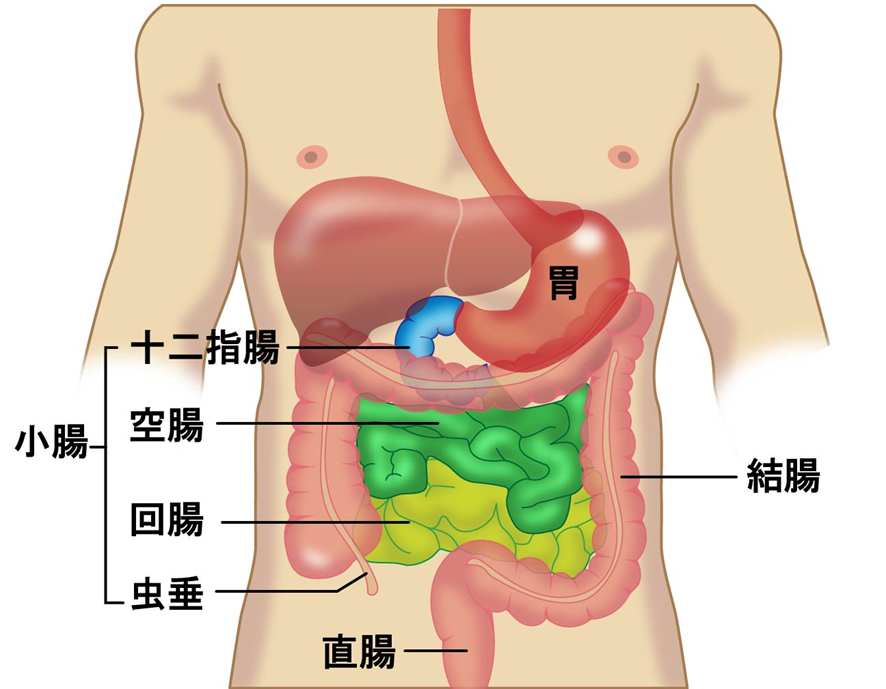 小腸の解剖