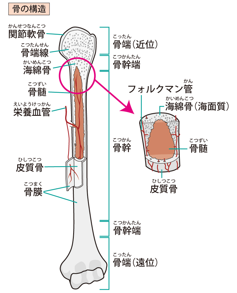 骨髄の解剖