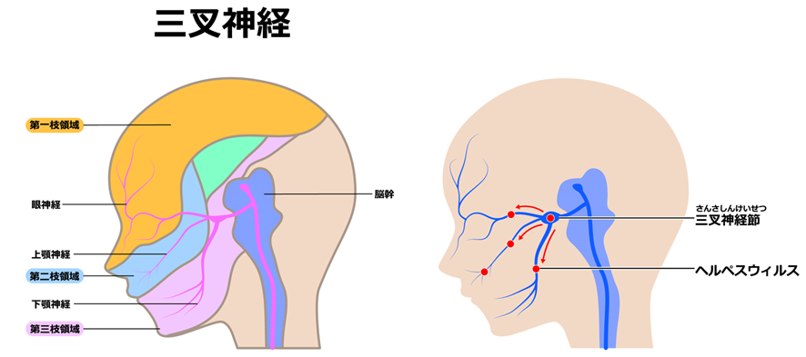 三叉神経解剖