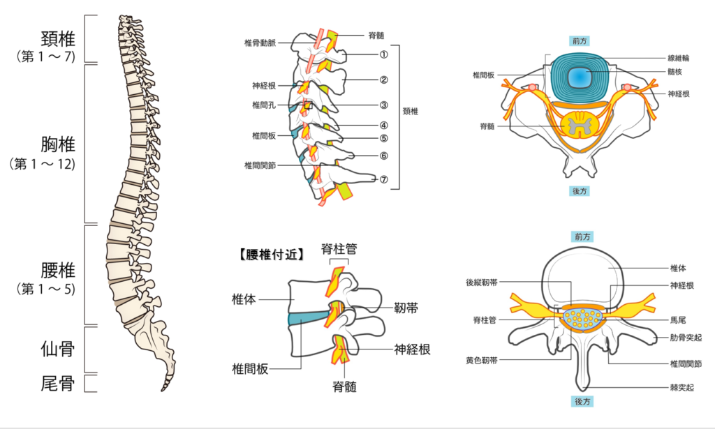 脊椎解剖