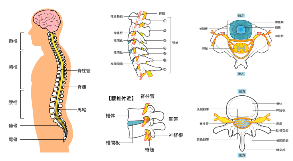 脊椎解剖