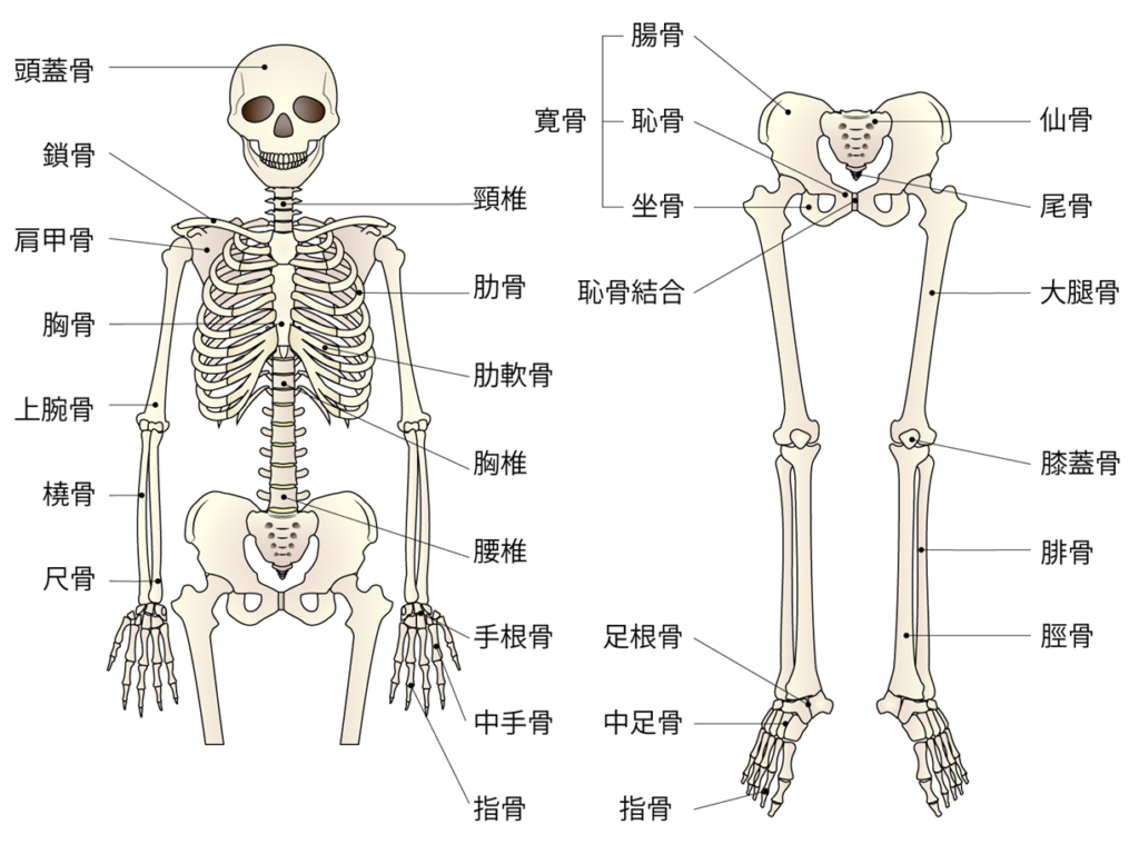 全身骨の解剖