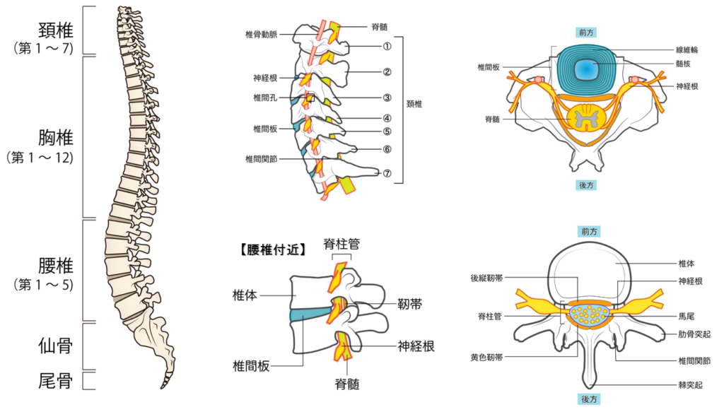 脊椎の解剖