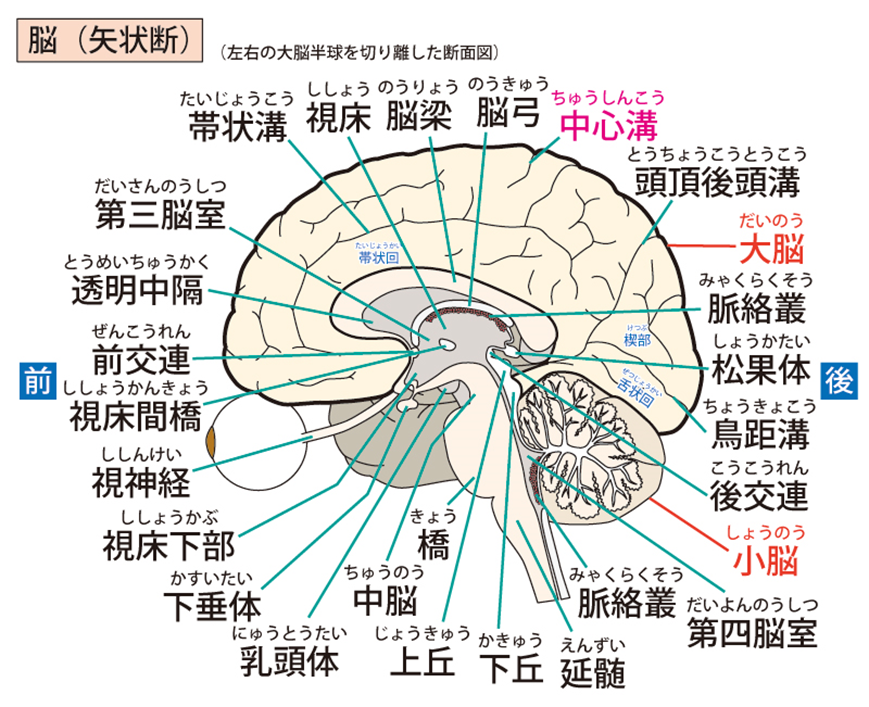 大脳構造と部位名称