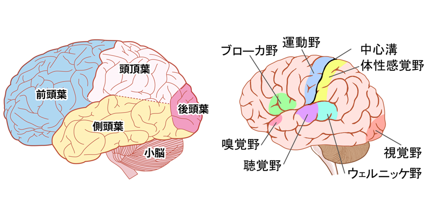大脳解剖