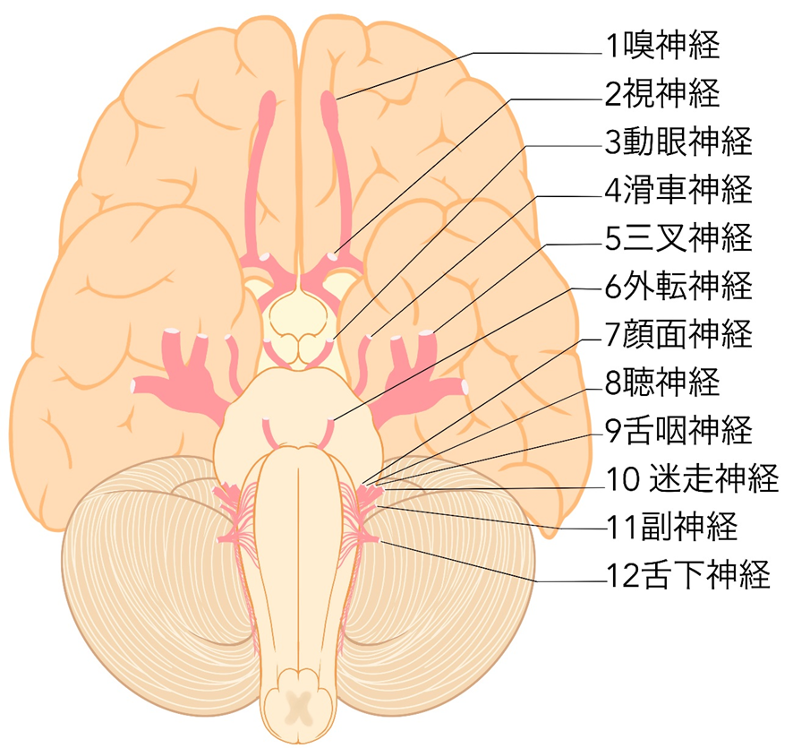 脳神経解剖
