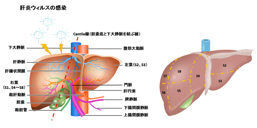 肝臓解剖