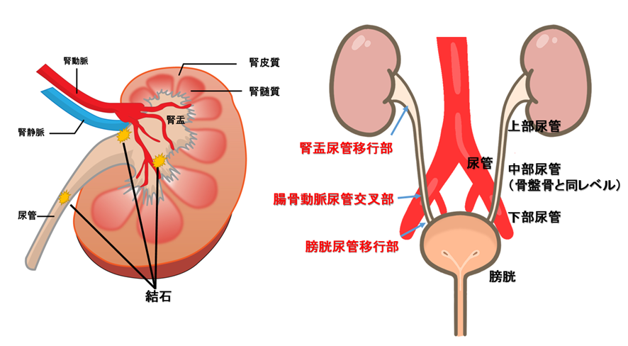 泌尿器　解剖