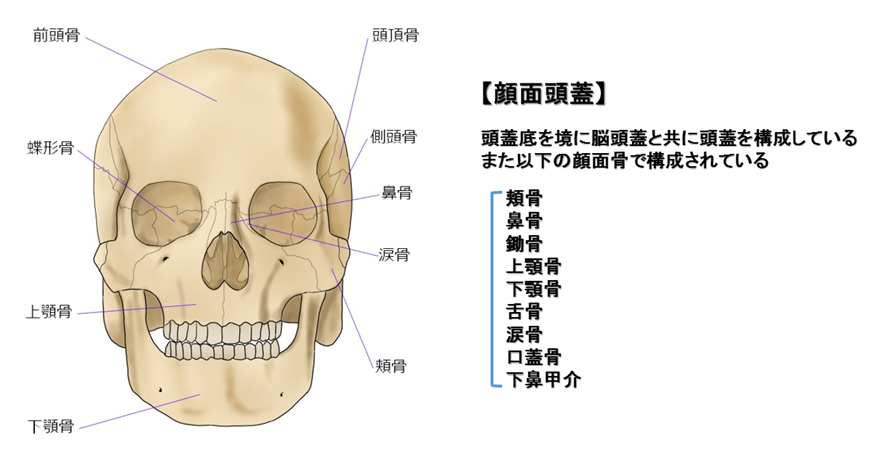 顔面骨　解剖