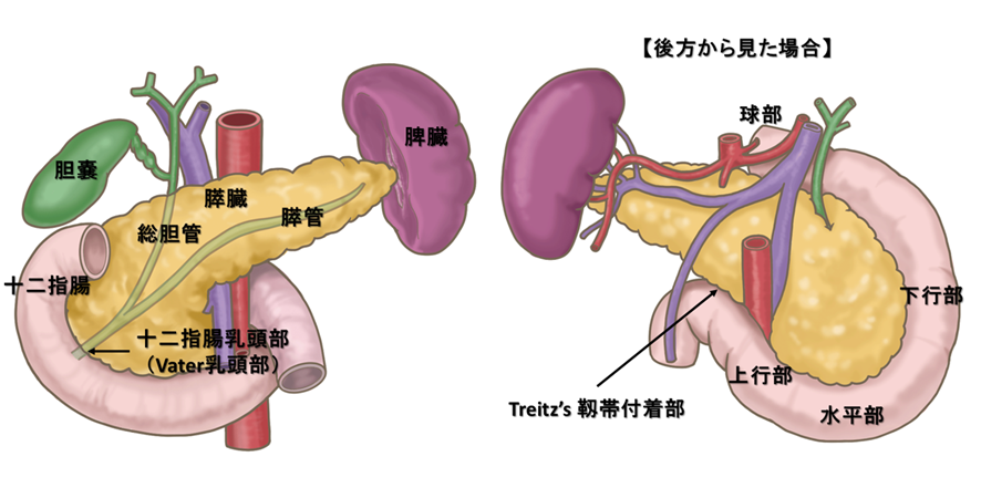 胆管膵解剖