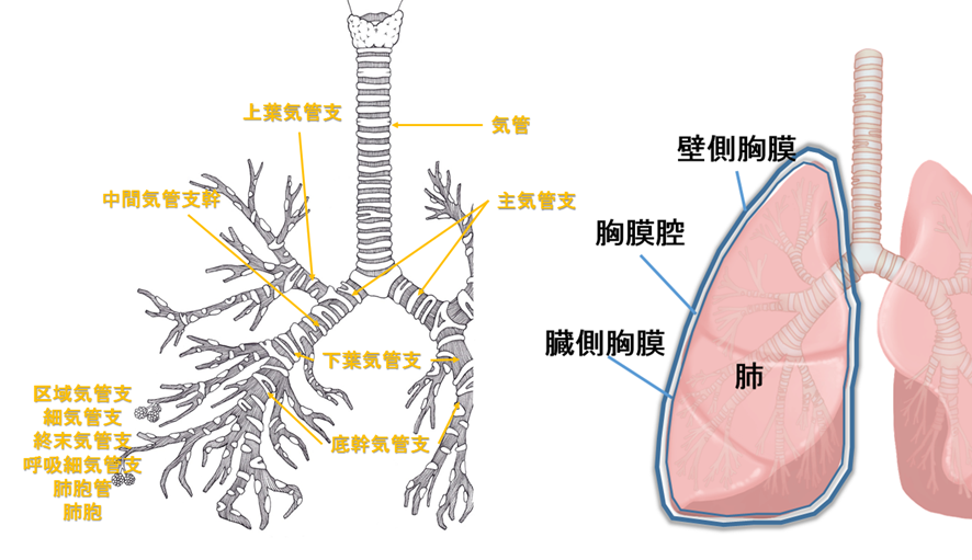 気管支の解剖