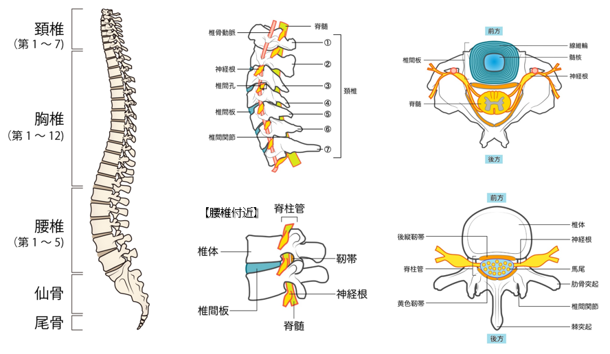 椎体の解剖
