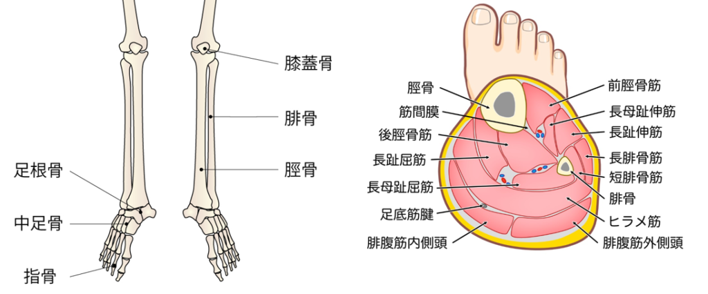下腿の解剖