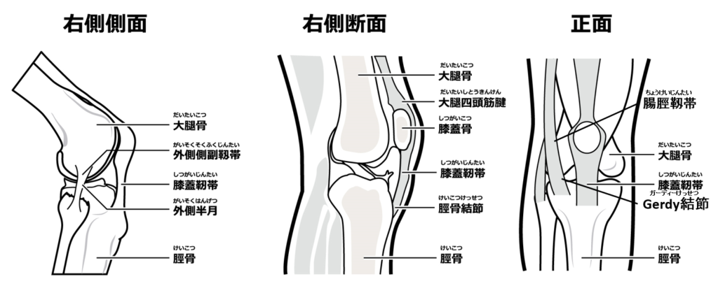 膝の解剖